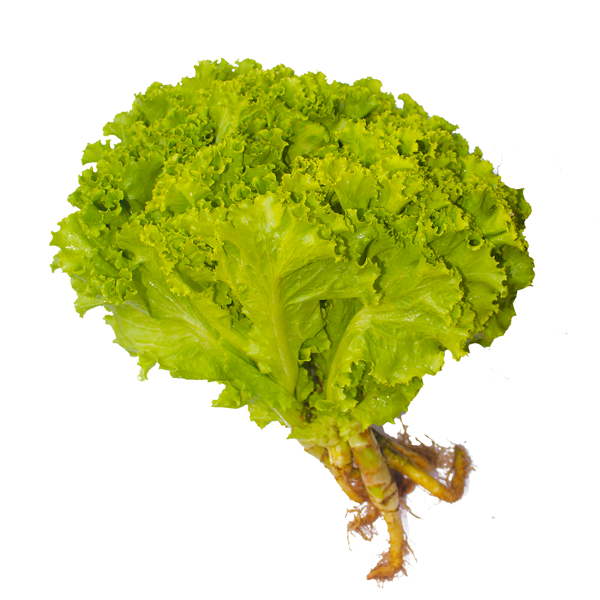 Alface Crespa (Maço)