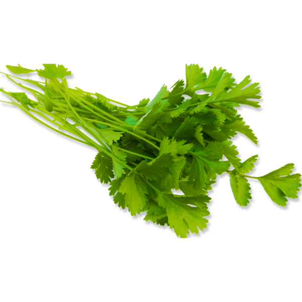 Coentro livre de agrotóxicos (un)