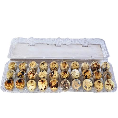 Ovo De Codorna C/30