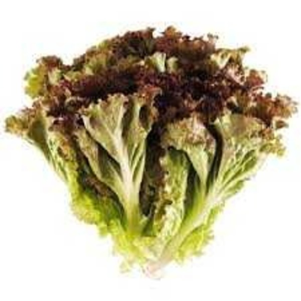 Alface Roxa (Maço)- Orgânico