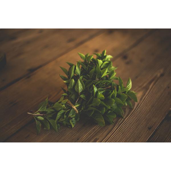 Manjericão Orgânico