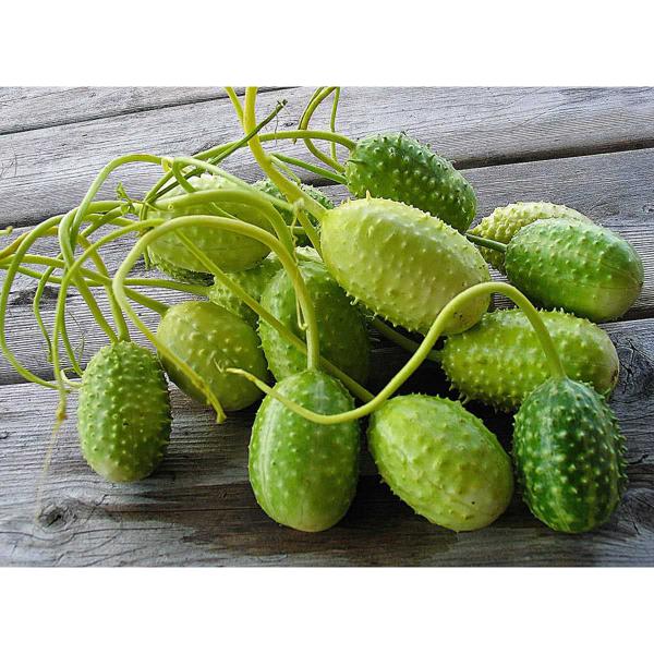 Maxixe Orgânico Bandeja