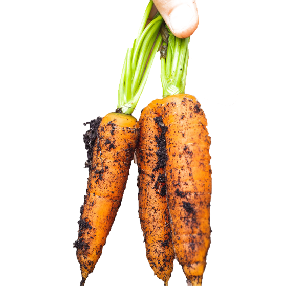 Rama de Cenourinha (2 maços)