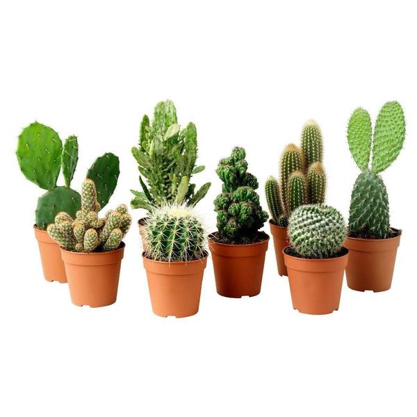 Planta Cactus Mini (Unidade)