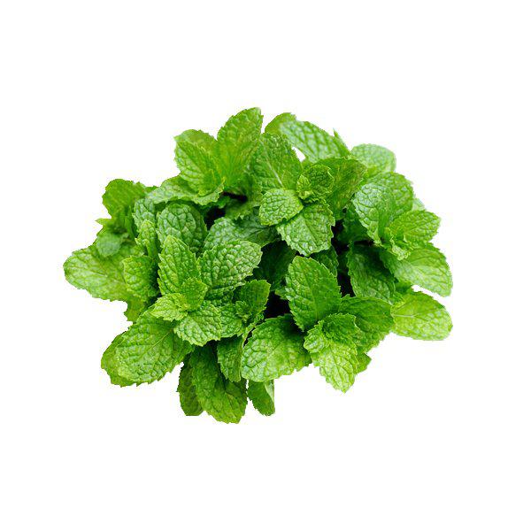 Hortelã Maço