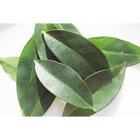 Ora-pro-nóbis livre de agrotóxicos (pacote)