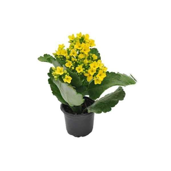 Planta Kalanchoe Mini Pt 06