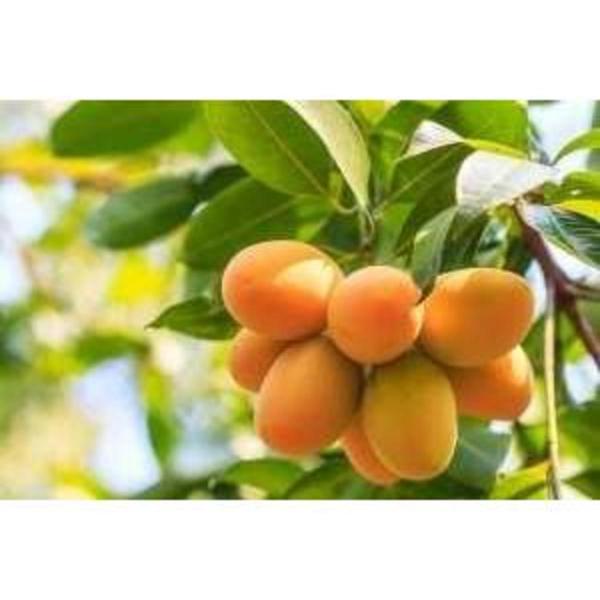 Manga Coquinho (Kg)- Orgânica