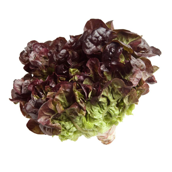 Alface Crespa Roxa
