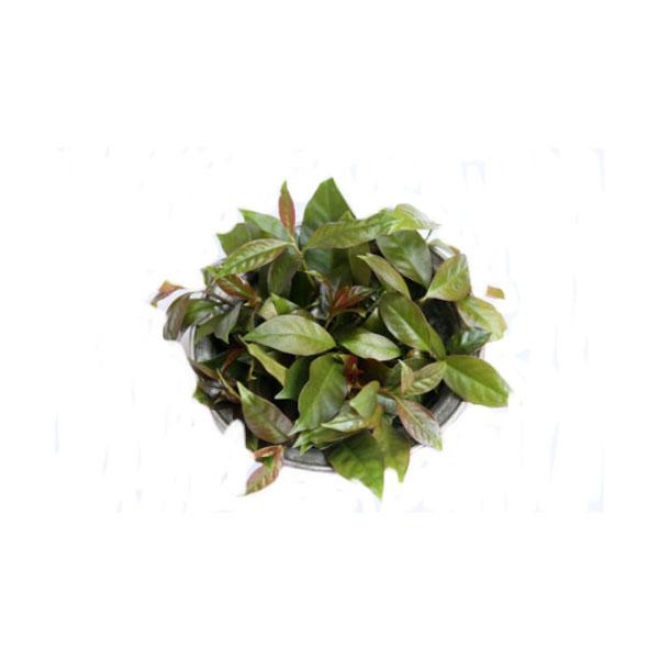 Ora-pro-nobis orgânica - 120g