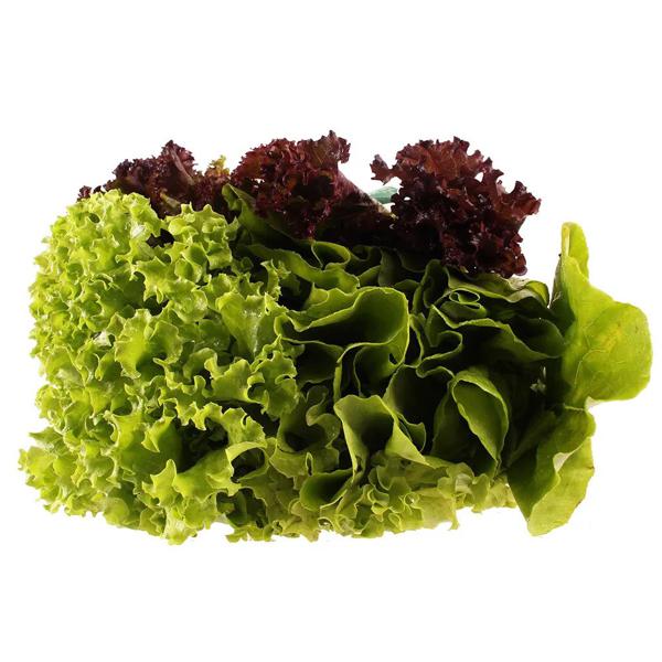 Alface Bicolor Hidropônico TANAKA Unidade