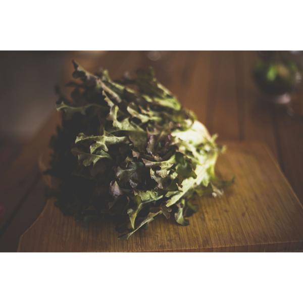 Alface Roxa Orgânica