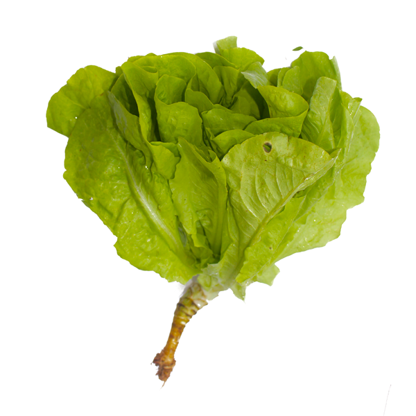 Alface Lisa (Maço)