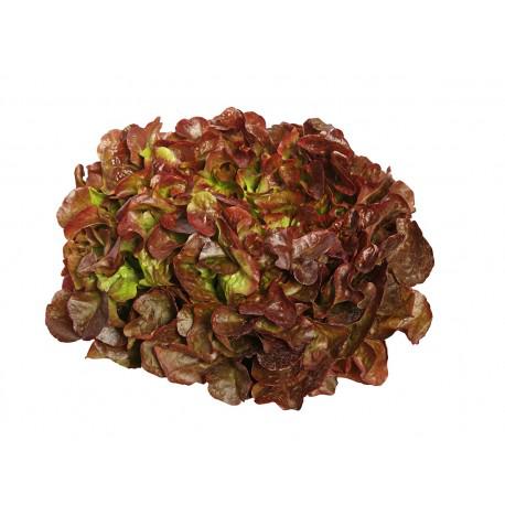 Alface Mimosa Roxa Mç