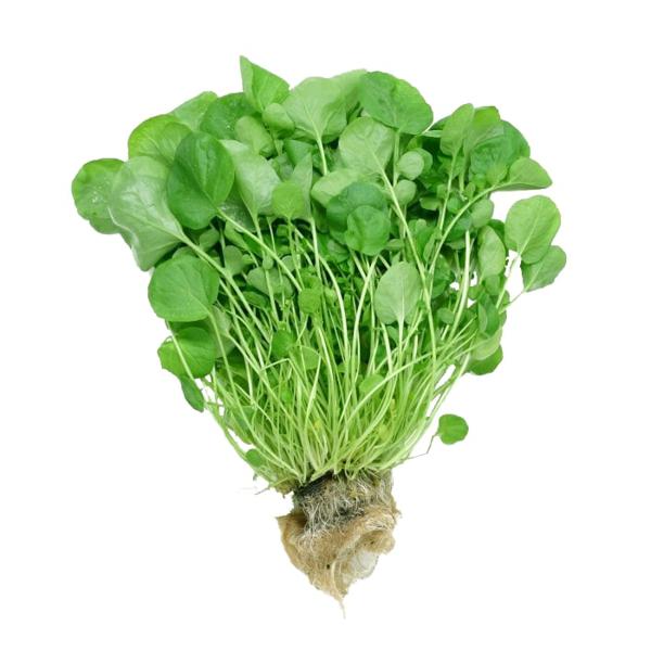 Agrião Hidropônico ALVORADA Unidade