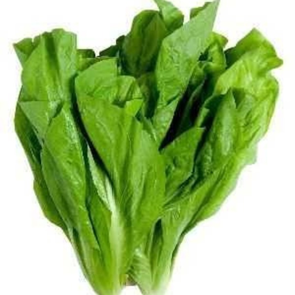 Chicória (Maço)- Orgânico