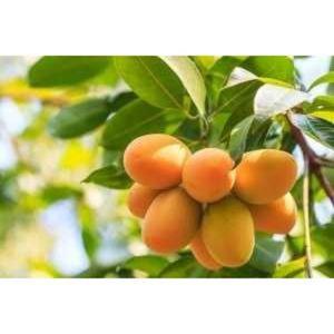 Manga Coquinho (Kg)- Orgânica